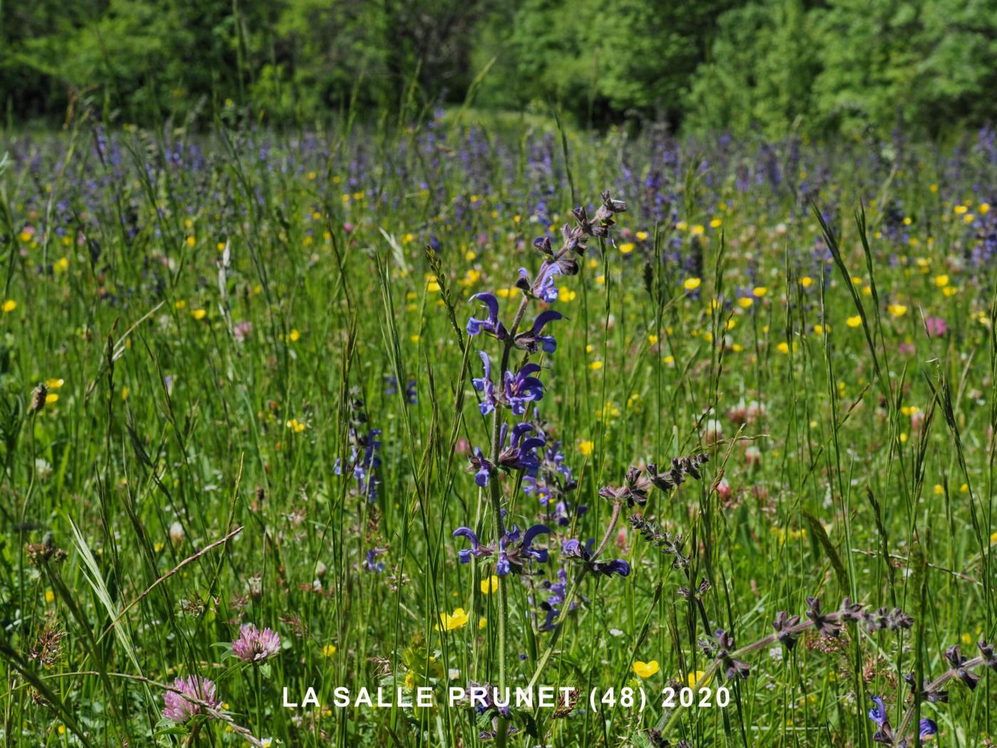 Meadow Clary plant